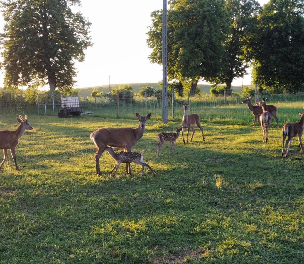 Oaza Spokoju Na Fermie Jeleni Slow Life Apartamenty Gorowo Ilaweckie Exterior foto